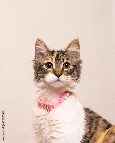 Gata 