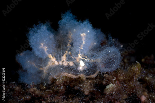 Nudibranch (sea slug) - Melibe. Macro underwater world of Tulamben, Bali, Indonesia.