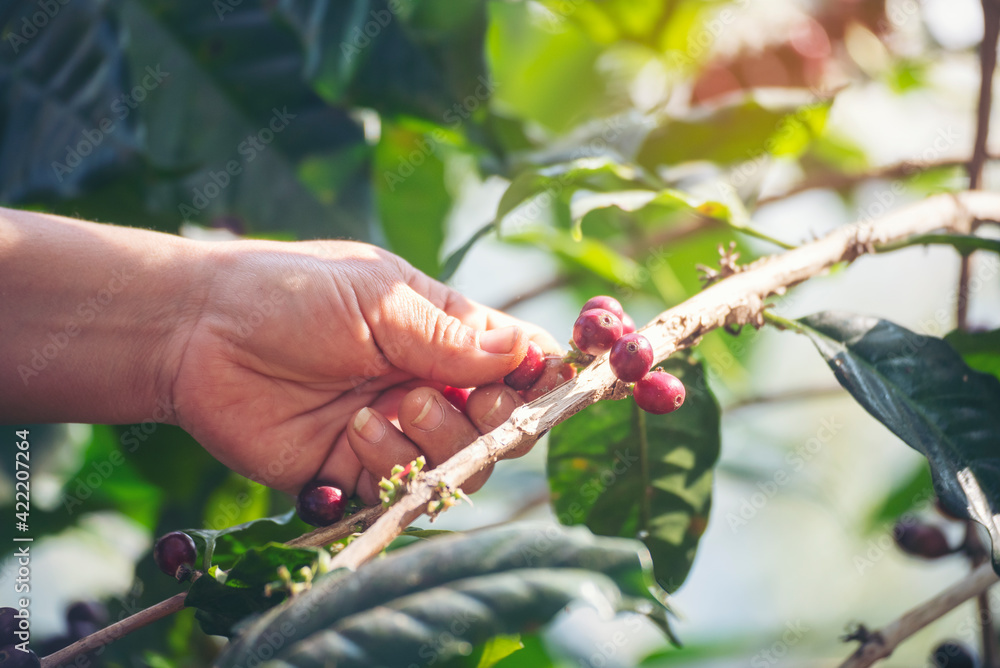 Man Hands harvest coffee bean ripe Red berries plant fresh seed coffee tree growth in green eco organic farm. Close up hands harvest red ripe coffee seed robusta arabica berry harvesting coffee farm