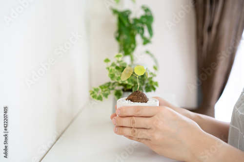 Unrecognizable Asian woman planting a small Stephania Erecta Craib in a clay pot close up.