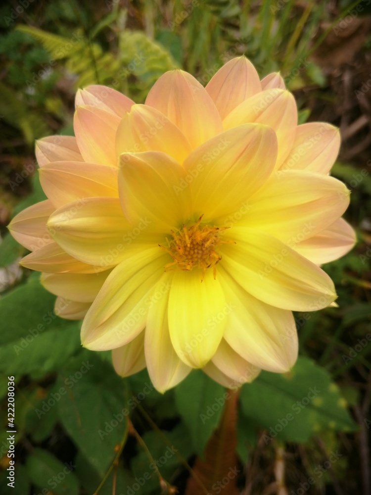 yellow flower in the garden yellow flower in the garden