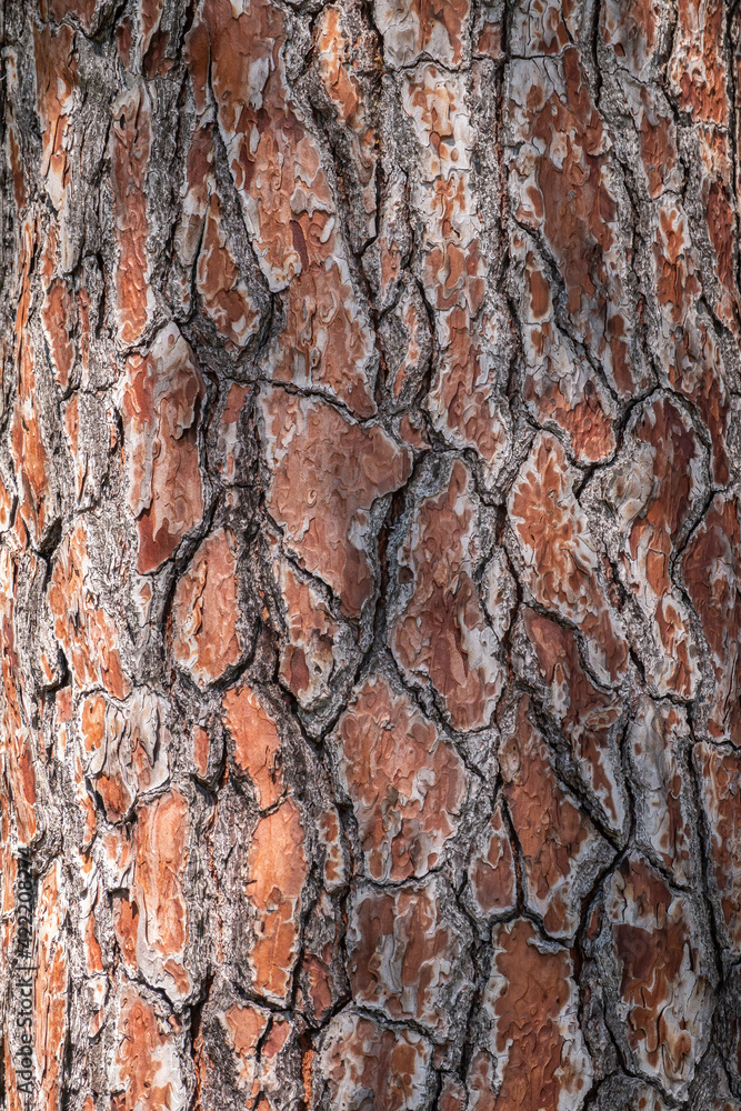 Bark of pine tree. Natural coniferous bark background Bark of pine tree. Natural coniferous bark background