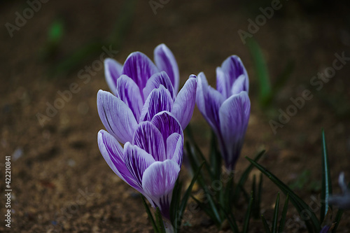 purple crocus flower