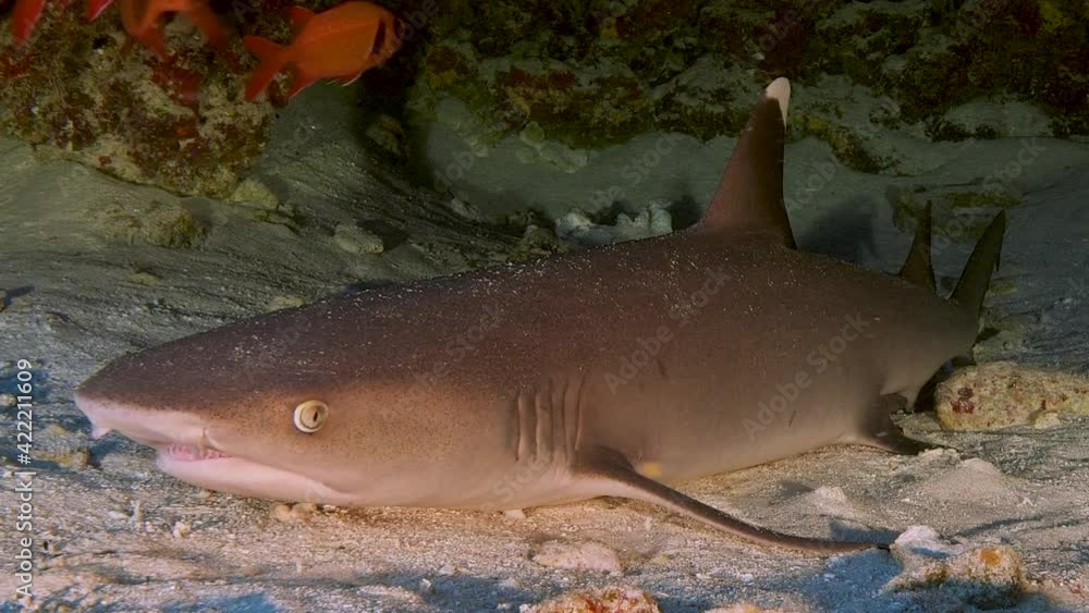 Whitetip reef shark resting on the sand in a cave, surrounded by tropical reef fish. Whitetip reef shark resting on the sand in a cave, surrounded by tropical reef fish.