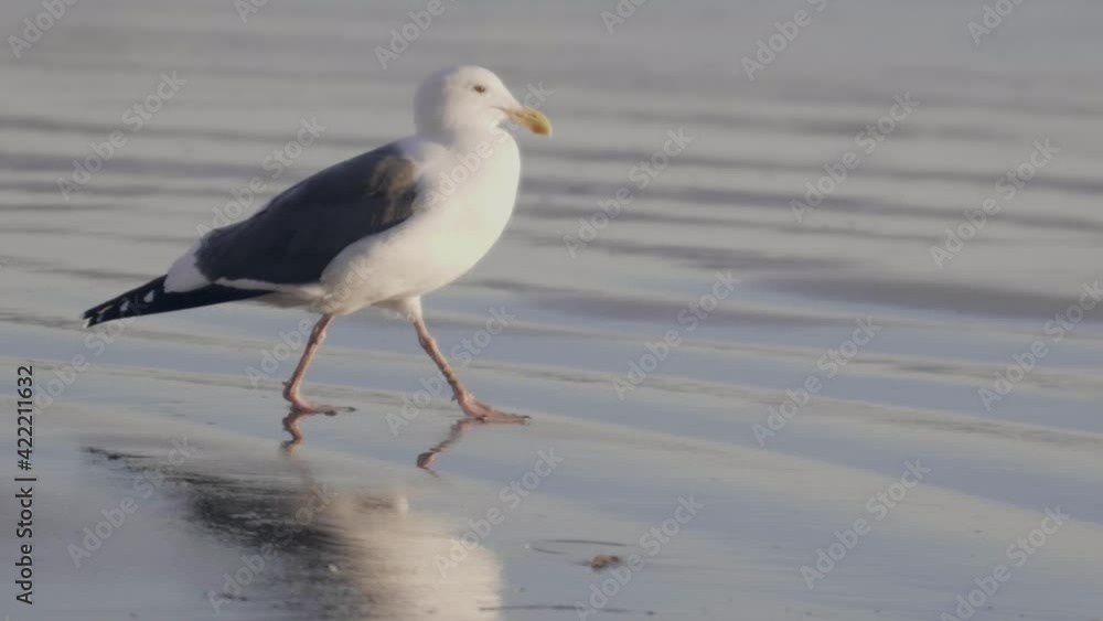 bird walking on ocean beach at sunset sunrise slow motion bird walking on ocean beach at sunset sunrise slow motion