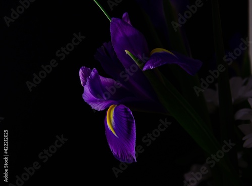 Fototapeta Naklejka Na Ścianę i Meble -  Irises on a black background