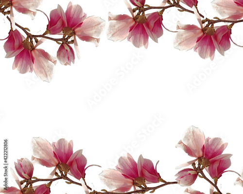 flowers flowers aroma perfume background pink  purple isolated buds  magnolia perfume sky spring season light colors