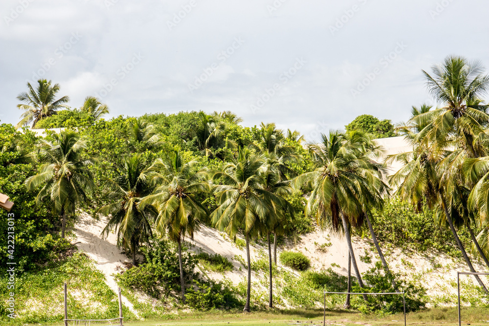 Obraz premium Mague seco, Bahia