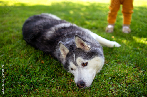 A lovely dog lying on the grass
