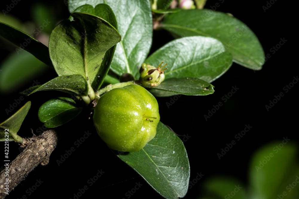 Obraz premium detail of green barbados cherry or acerola fruit (Malpighia glabra Linn) on a tree in Brazil