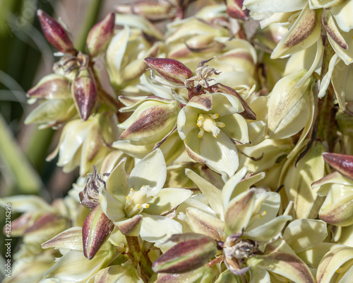 Canvas Print Large, leathery cream colored flowers of Mojave yucca (Yucca schidigera) which a