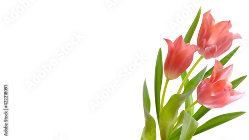 Fototapeta Naklejka Na Ścianę i Meble -  Bouquet of realistic tulips on a white background. Composition of pink tulips buds. Template for invitation card, banner, poster with spring flowers. Vector illustration