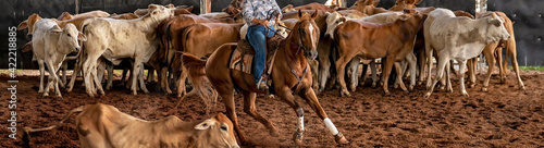 Fotografia, Obraz Horse and Rider In Cutting Competition