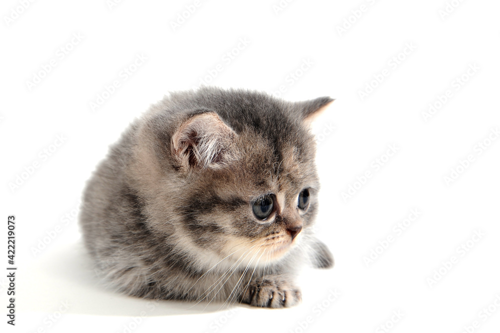 fluffy purebred kitten lies on a white background fluffy purebred kitten lies on a white background
