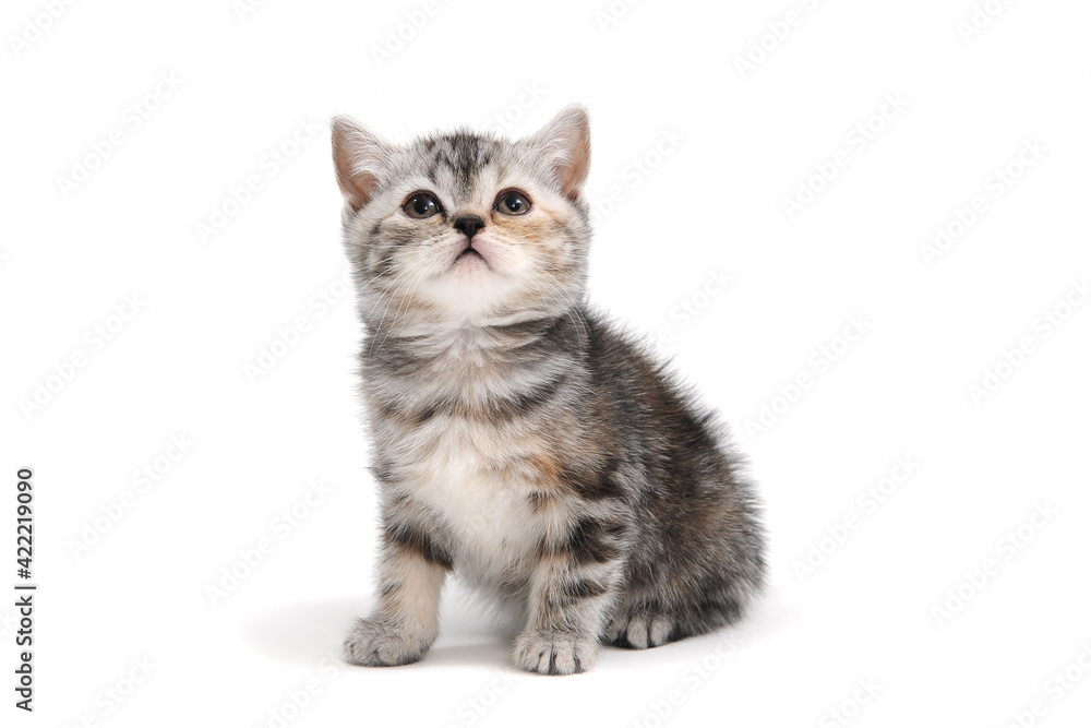 a striped purebred kitten sits and looks at the top on a white background