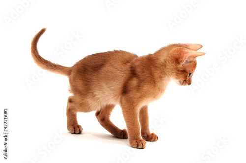 Abyssinian ginger cat plays on a white background