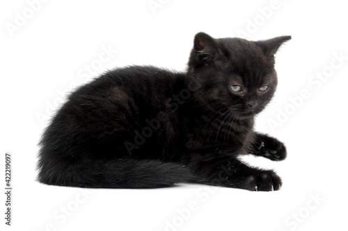 angry fluffy purebred black kitten sits on a white background