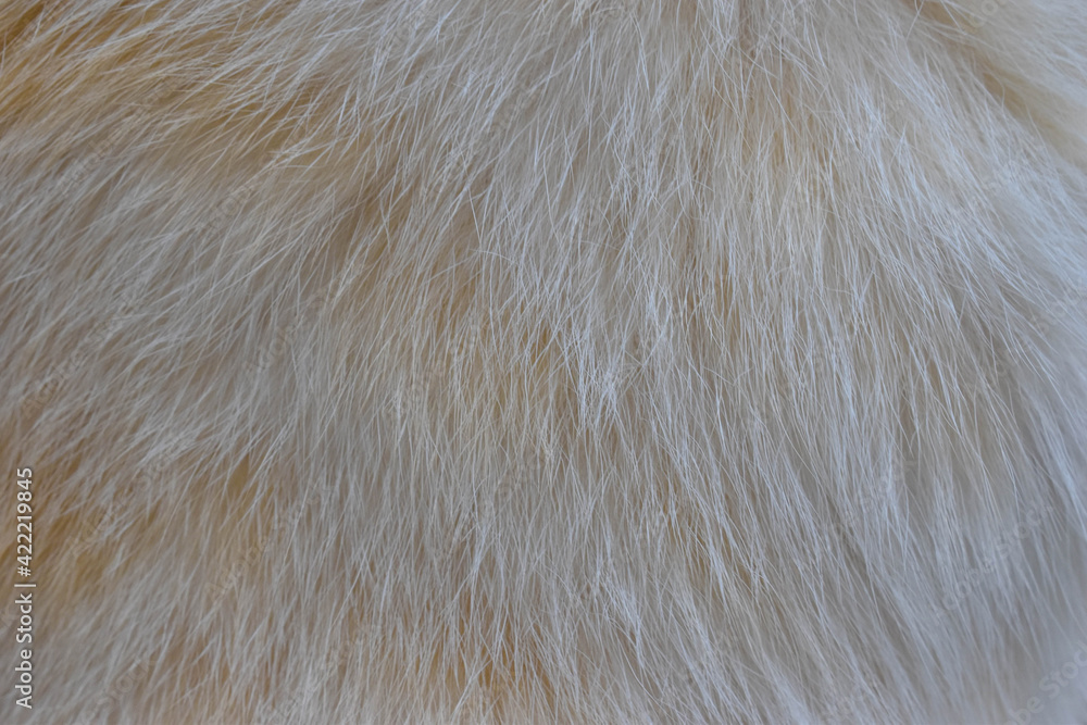 focus of cats hairs , cat fur texture focus of cats hairs , cat fur texture