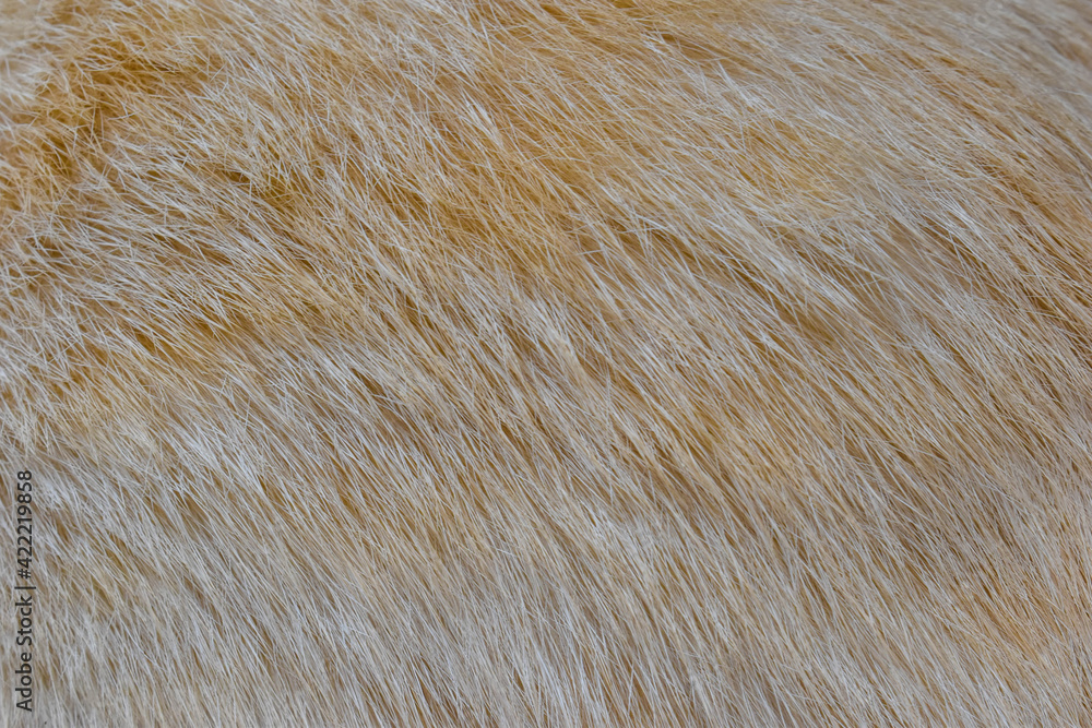 focus of cats hairs , cat fur texture focus of cats hairs , cat fur texture