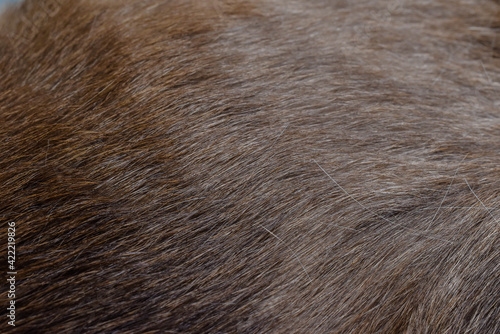 focus of cats hairs , cat fur texture