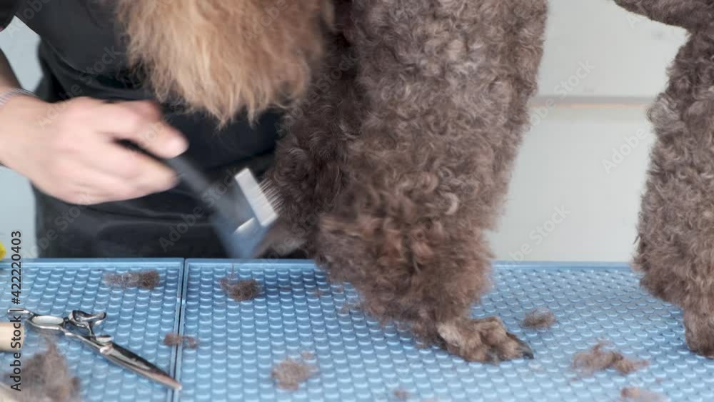 Dog grooming. Close up groomer brushing a poodle paw with hairbrush. Pet in salon getting haircut. Dog grooming. Close up groomer brushing a poodle paw with hairbrush. Pet in salon getting haircut.