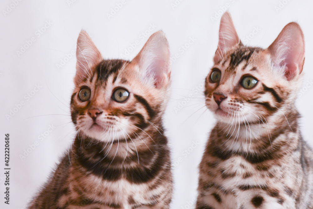 Two Bengal kittens. Close-up portrait on white background