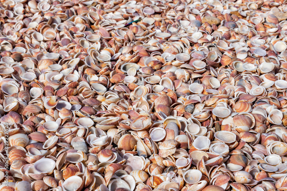 The surface of the Mediterranean beach is covered with seashells. Israel