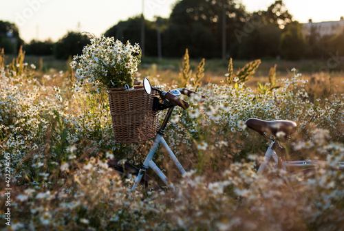bike with basket with flowers against daisy field  background