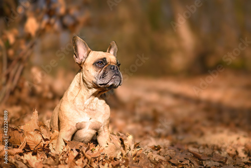 Fawn French Bulldog dog sitting in forest with orange autumn leaves