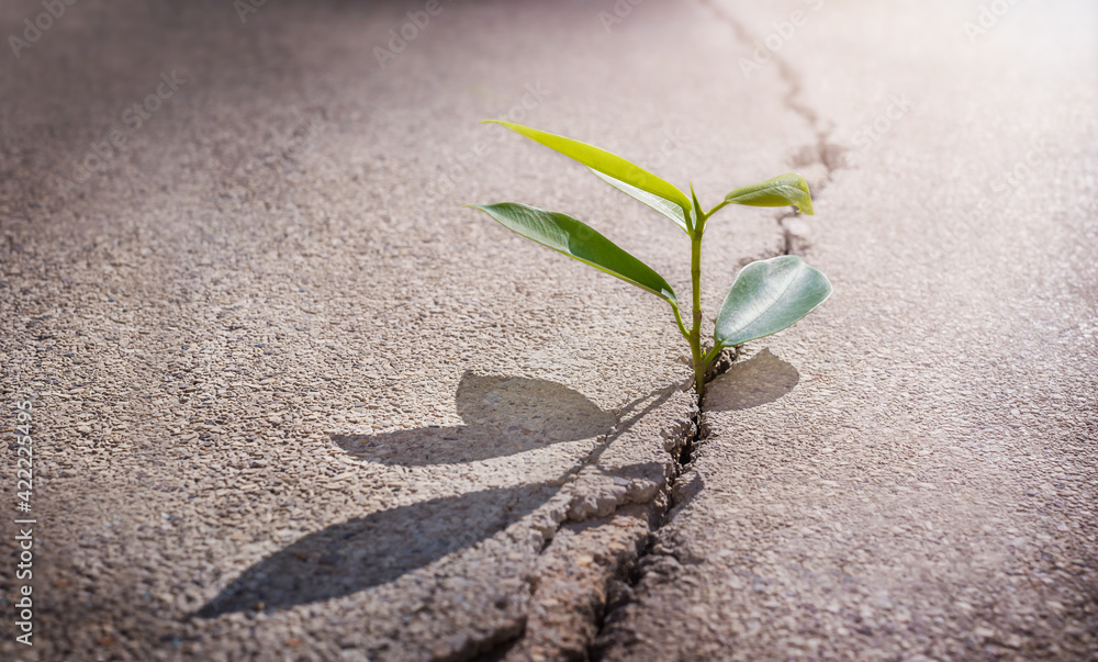 Fotografie The plant on crack
