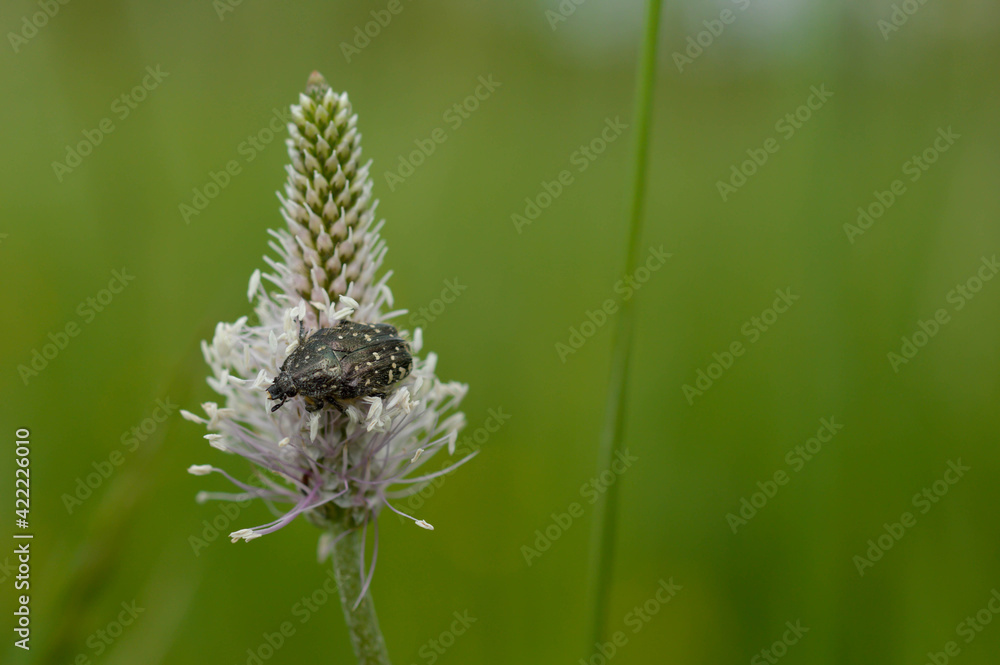 A white spotted rose beetle (Oxythyrea funesta, Cetoniidae) A white spotted rose beetle (Oxythyrea funesta, Cetoniidae)