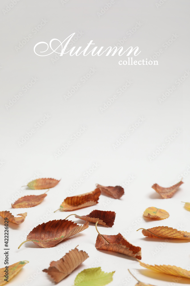 Autumn leaves on white background Autumn leaves on white background