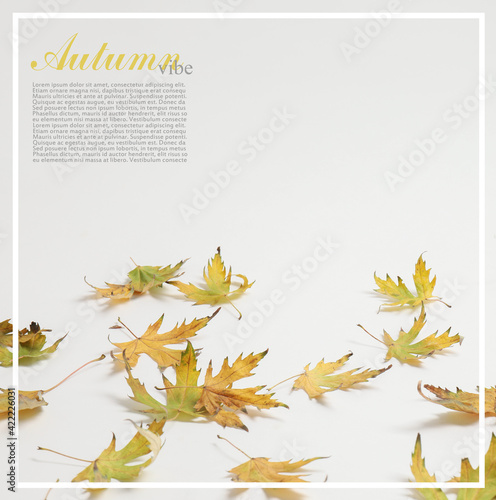 Autumn leaves on white back...