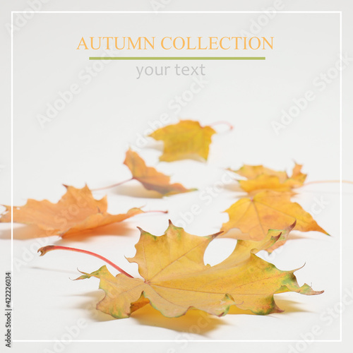 Autumn leaves on white background with space for text