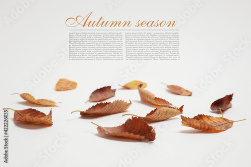 Autumn leaves on white back...