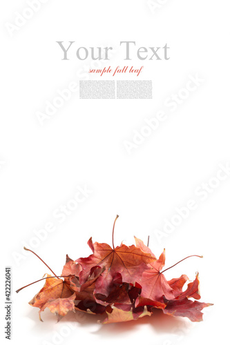 Autumn leaves on white back...