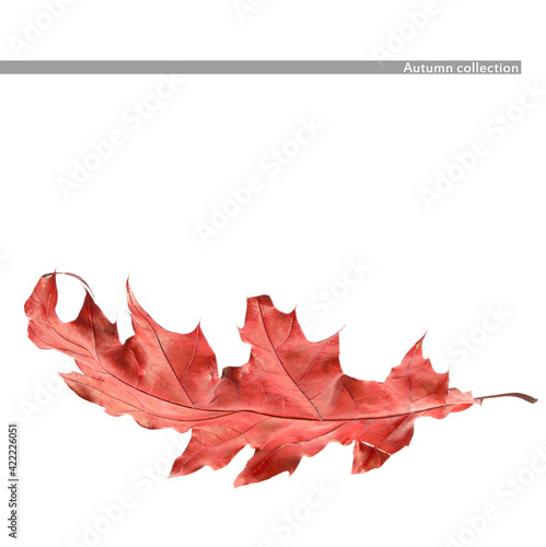 Autumn leaf on white backgr...