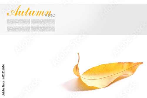 Autumn leaf on white backgr...