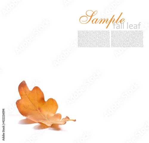 Autumn leaf on white background with space for text
