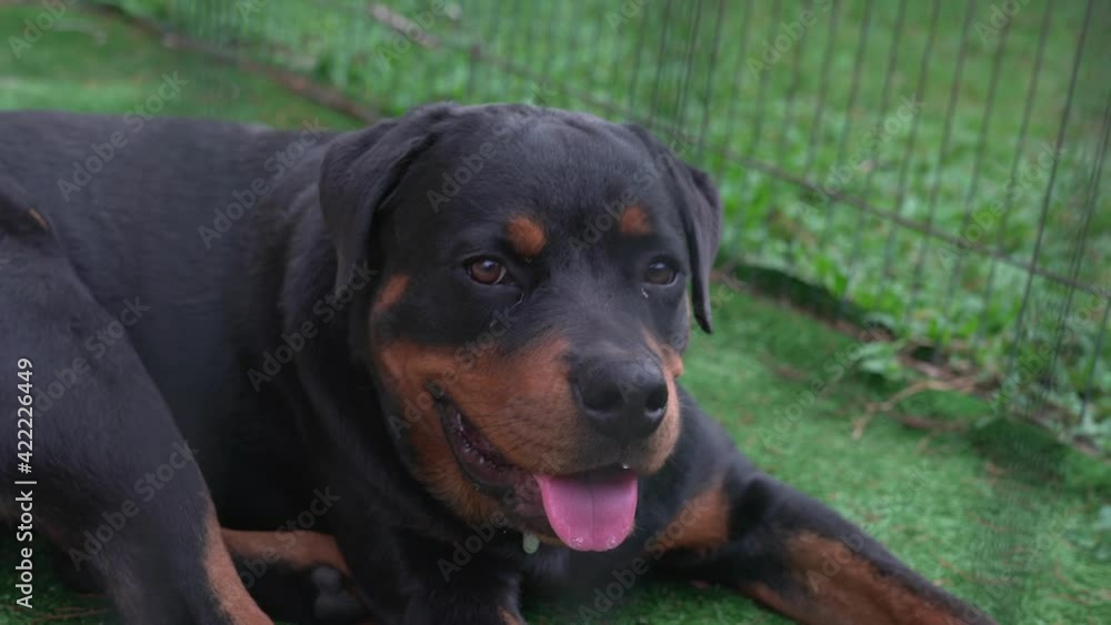 Handsome Rottweiler dog portrait. Close up view. Handsome Rottweiler dog portrait. Close up view.