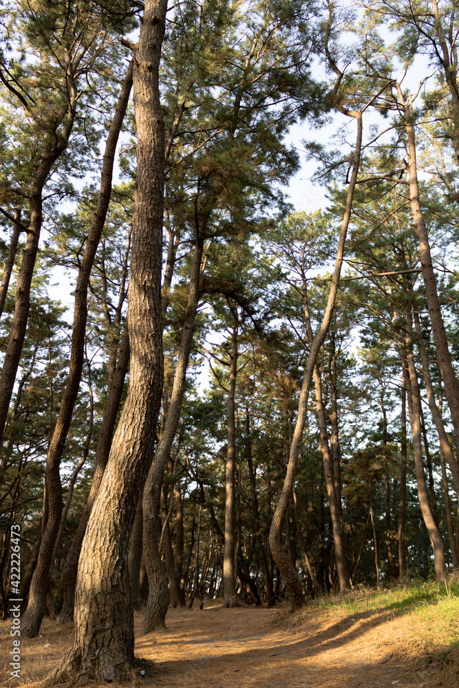 Fototapeta premium 松の木