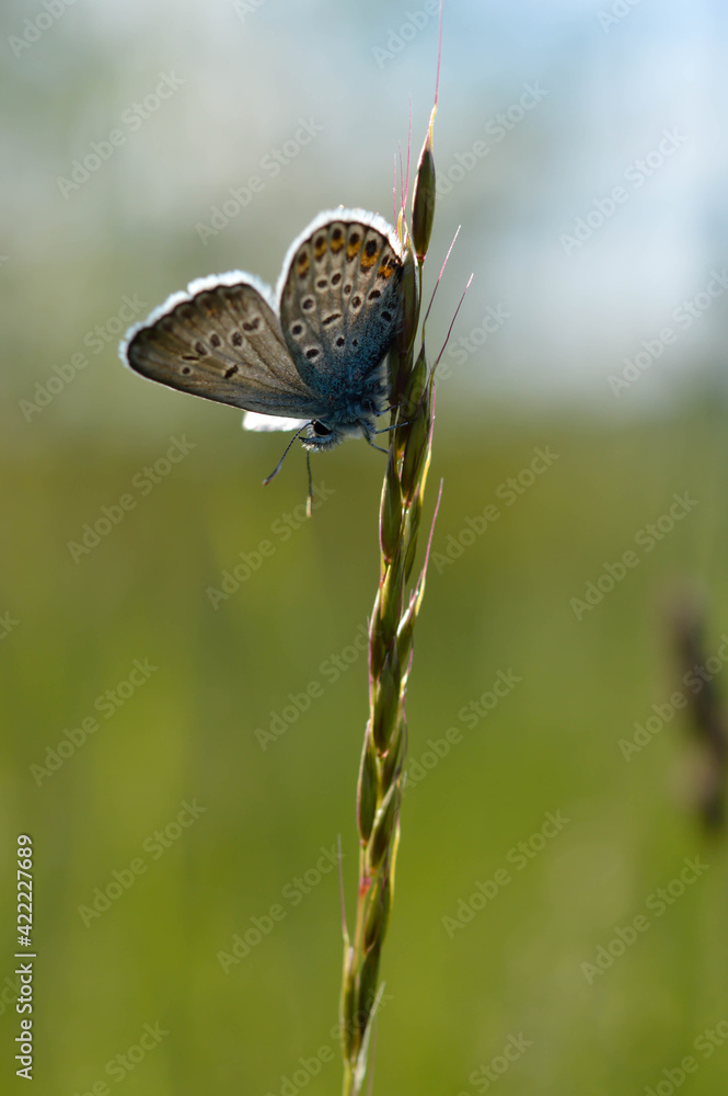 Common Blue small butterfly close up in nature Common Blue small butterfly close up in nature