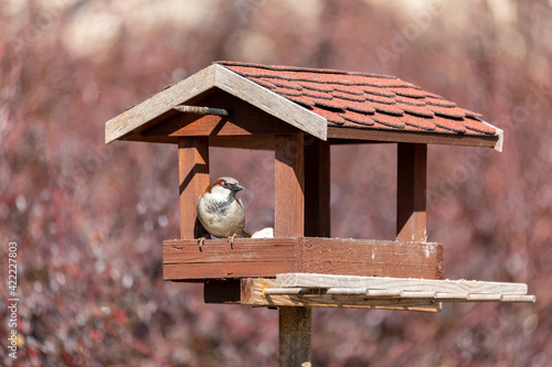 male of house sparrow, Passer domesticus, feeding in simple homemade wooden bird feeder, birdhouse installed on winter garden in sunny day