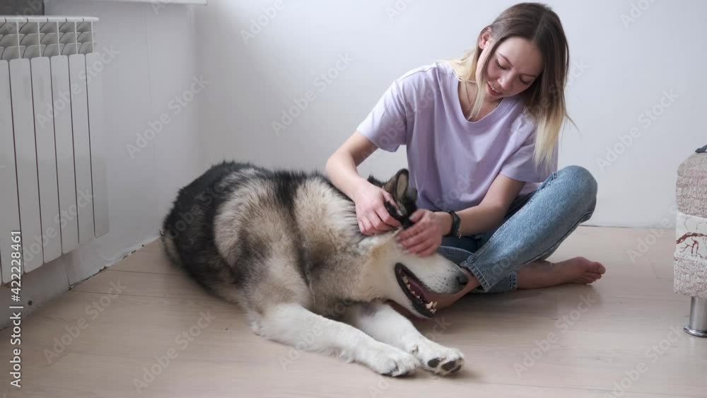 4k. Happy woman pet, scratch alaskan malamute dog lying on floor. 4k. Happy woman pet, scratch alaskan malamute dog lying on floor.
