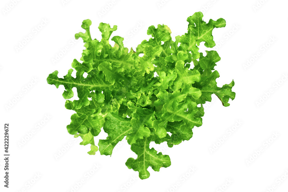 Obraz premium Green oak lettuce, Vegetable for salad healthy dish, isolated on white background