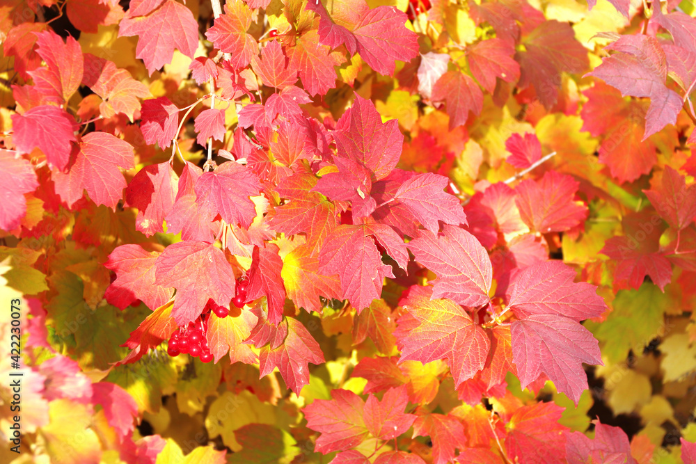 Calm fall season. Viburnum leaves in autumn forest