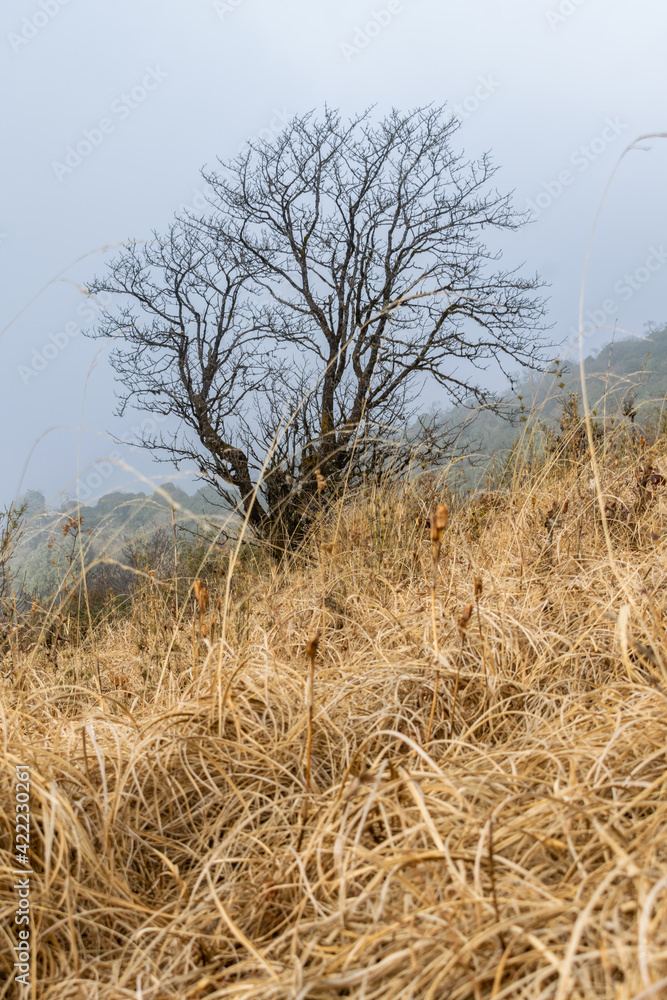 Obraz premium a lonely tree with beautiful branches in the mist