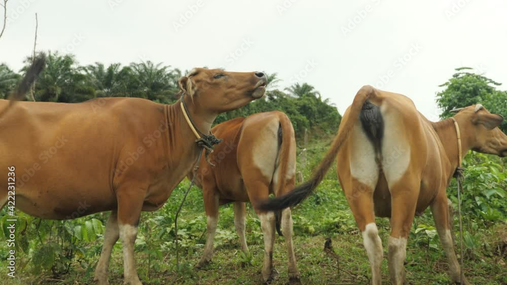 Domesticated cattle ox cow bull banteng sapi bos javanicus eating grass on field, organic beef farm Domesticated cattle ox cow bull banteng sapi bos javanicus eating grass on field, organic beef farm