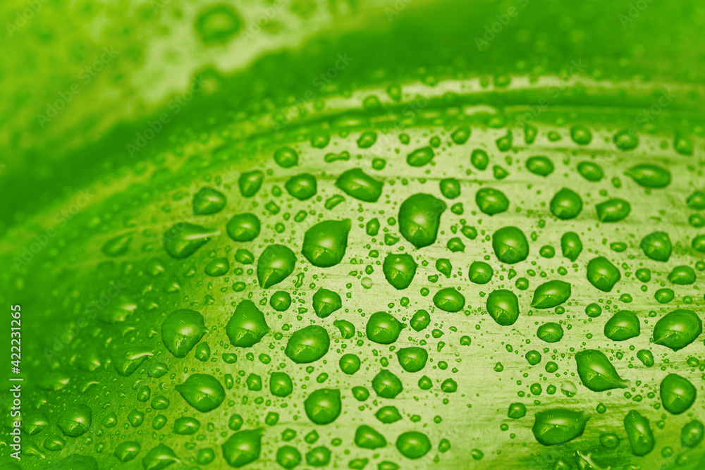green leaf with drops of water green leaf with drops of water