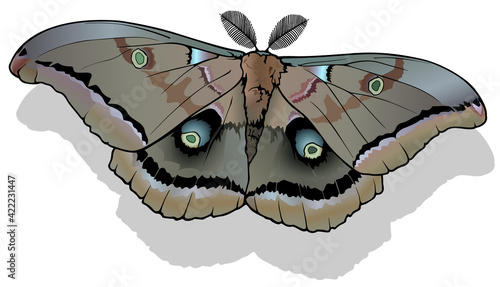 Polyphemus moth - Beautiful Colorful Butterfly Isolated on White Background, Vector Illustration